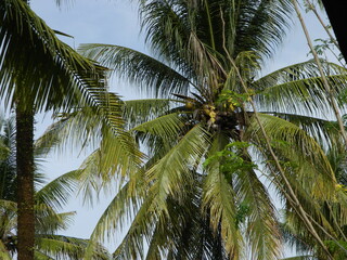 Obraz premium Macro photo of a coconut that is still intact comes from a tall tree and usually can live at various heights