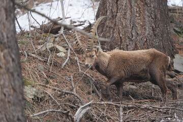 mountain goat in the mountains ibex steinbock