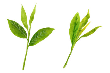 お茶の葉の水彩イラスト