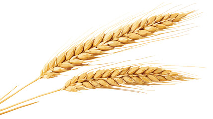 Naklejka premium Set of Golden Wheat Ears, Isolated on Transparent Background. PNG with Clipping Path.