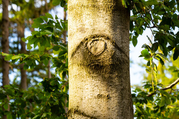 A close-up view of a tree trunk basking in sunlight, with a natural formation resembling an eye, surrounded by lush green foliage.