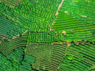 Aerial view of green tea plantation natural landscape in spring. top view