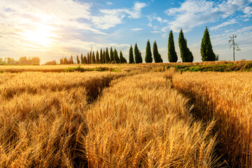 Ripe wheat fields natural landscape at sunset. farm harvest season.