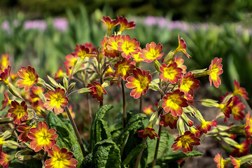 Variegated primroses on a sunny day against the backdrop of an alpine hill