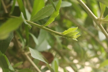 fresh ambarella hanging from the tree against the background of the green leaves, scientific name: Spondias dulcis
