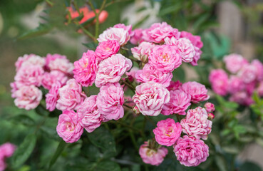 Fresh rose are in full bloom in the garden. - 794926596
