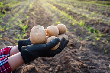 Farmer holding potatoes in hands.Harvesting organic vegetables. - obrazy, fototapety, plakaty