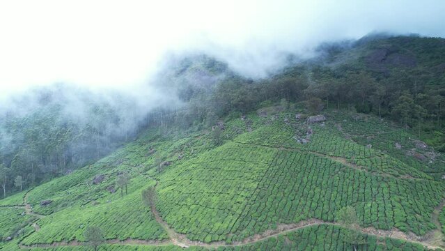 kerala god's own country    Munnar drone shot