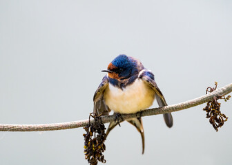 The barn swallow (Hirundo rustica) animal closeup