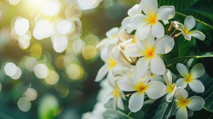 Romantic love flowers. Tropical Plumeria floral garden closeup, white yellow Frangipani blossoms on green lush foliage. Honeymoon blooming white flowers. Happy bright sunny panoramic nature banner