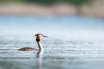 Great crested grebe,Close-up of duck swimming in lake