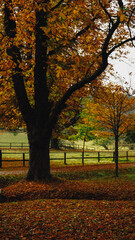 Fototapeta premium Lainzer Tiergarten, Vienna, Austria.