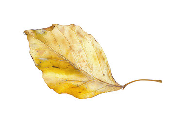 Naklejka premium Yellow autumn leaf isolated on transparent background