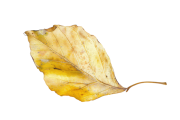 Yellow autumn leaf isolated on transparent background