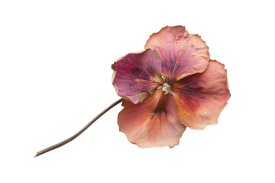 Faded purple petunia flower isolated on clear background