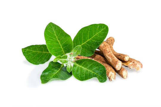 withania somnifera ( Ashwagandha) dried root, green leaves herbal plants. withania somnifera isolated on white background