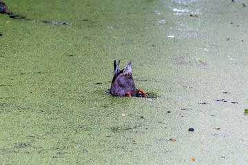 ducks on the lake