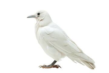 Rare White Crow Mystical Presence on Transparent Background