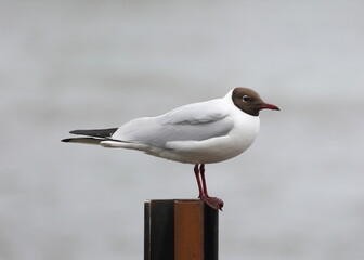 A seagull is sitting on a vertical pipe