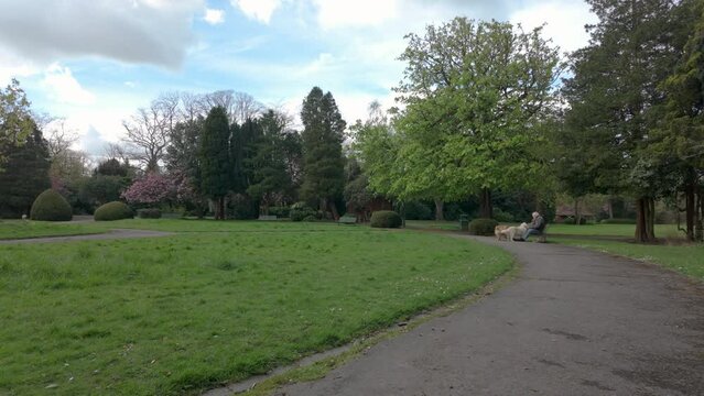 STOKE-ON-TRENT, STAFFORDSHIRE, ENGLAND - APRIL 18 2024: Elderly man with dogs at the park.