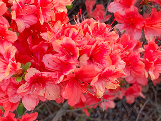 住宅街の道路わきに咲いていた濃いピンク色のつつじ。満開の最高の状態。