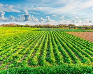 beautiful farmland landscape with green rows of plants and vegetables on a spring or summer farm and nice blue cloudy sky on background