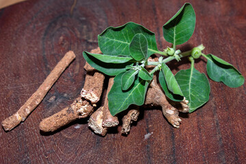 withania somnifera ( Ashwagandha) dried root, green leaves herbal plants. withania somnifera in...