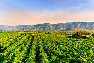 green rows of wineyard with grape on a winery during sunset with amazing mountains and clouds on background - obrazy, fototapety, plakaty