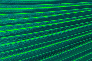 green palm leaf close up, natural bio background for flora concept and design. textured plant leaf macro with rows and lines
