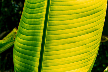yellow and green palm leaf close up, natural bio background for flora concept and design. textured banana leaf macro with lines