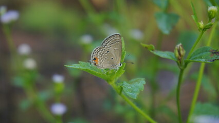 A butterfly perched on a leaf in the morning