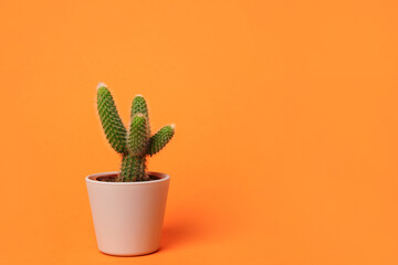 green cactus in the pot, houseplant on bright orange background - obrazy, fototapety, plakaty