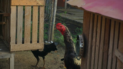 Black rooster roaming outside the coop