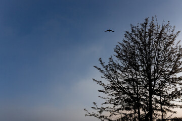 Tree silhouette with blue sky and a bird in flight