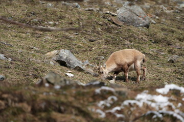 herd of steinbock capricorns grazing in Pontresina, Graubuenden, during summer. Ibex herd.