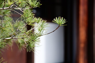 On a sunny spring day, a Japanese courtyard pine is highlighted in the courtyard of a Japanese...