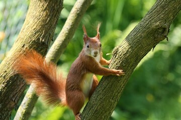 Squirrels are small, agile mammals with bushy tails, known for their quick movements and love for...