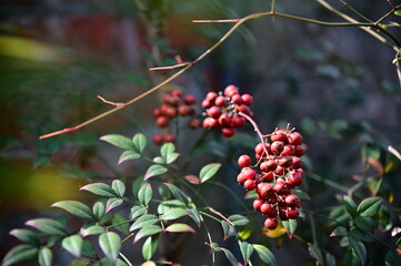 On a sunny spring day, sunlight illuminates a Nandina shrub, enhancing its bright red fruits. These...