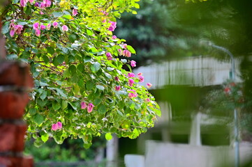 This photo showcases blooming pink bougainvillea in a spring alleyway scene, with street lamps and...