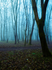 Morning forest in late autumn in fog in blue tones. Mysterious landscape.