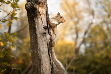 The squirrel, with its bushy tail and nimble movements, scurries through the forest, gathering nuts...