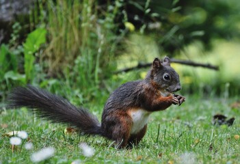 The squirrel, with its bushy tail and nimble movements, scampers through the trees, gathering nuts...