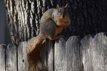 The squirrel, with its bushy tail and nimble movements, scampers through the forest, collecting...