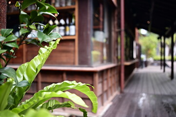 During the day, close-up of lush green fern leaves planted outside a wooden house, contrasting with...