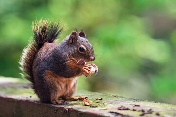 The squirrel, with its bushy tail and nimble movements, scampers through trees, collecting nuts...