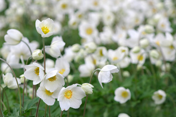 delicate flowers of white anemones in the garden. spring flowers background. selective focus - 794955762