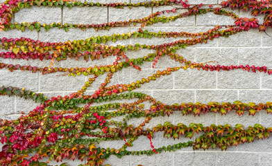 Ivy hedera branch with red leaves on brick wall