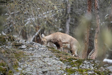 herd of steinbock capricorns grazing in Pontresina, Graubuenden, during summer. Ibex herd.