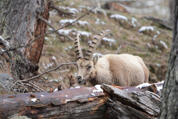herd of steinbock capricorns grazing in Pontresina, Graubuenden, during summer. Ibex herd.