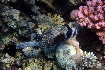 masked puffer fish